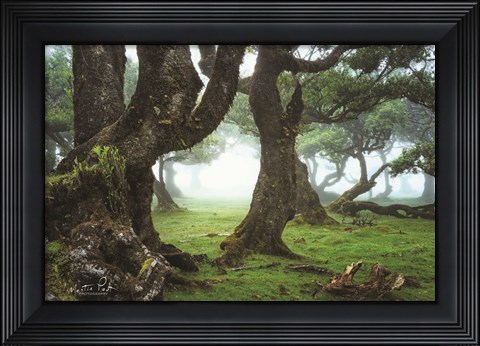 Framed Old Laurel Trees Print