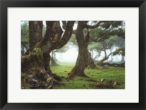Framed Old Laurel Trees Print