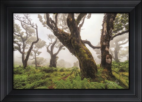 Framed In the Ferns Print