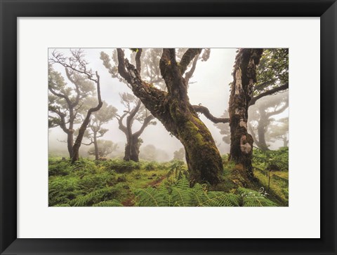 Framed In the Ferns Print