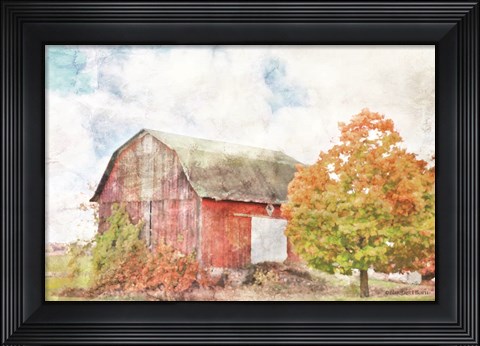 Framed Autumn Maple by the Barn Print