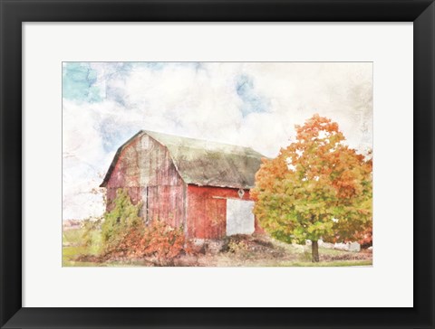 Framed Autumn Maple by the Barn Print