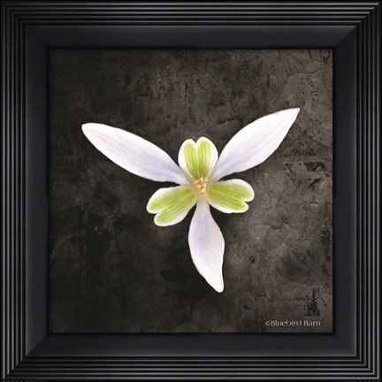 Framed Contemporary Floral Trillium Print