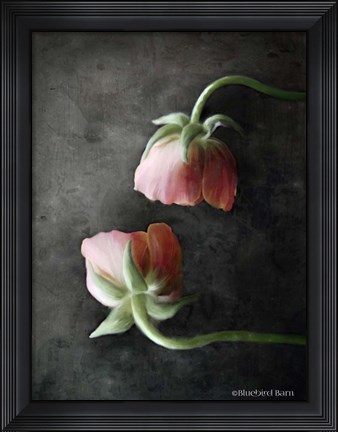 Framed Contemporary Floral Pink Ranunculus Print