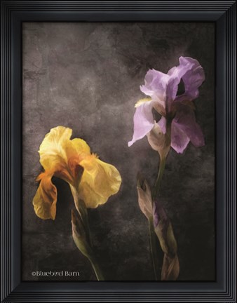 Framed Contemporize Floral Iris Print