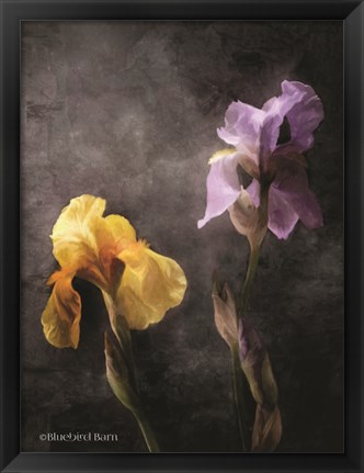 Framed Contemporize Floral Iris Print