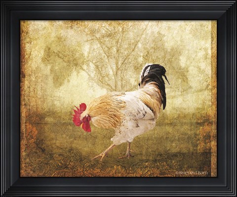 Framed Vintage Scratching Rooster Print