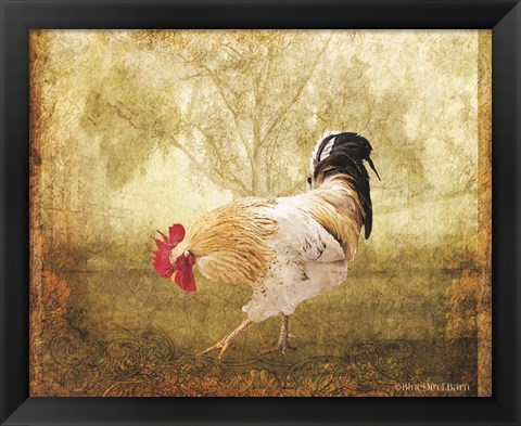 Framed Vintage Scratching Rooster Print