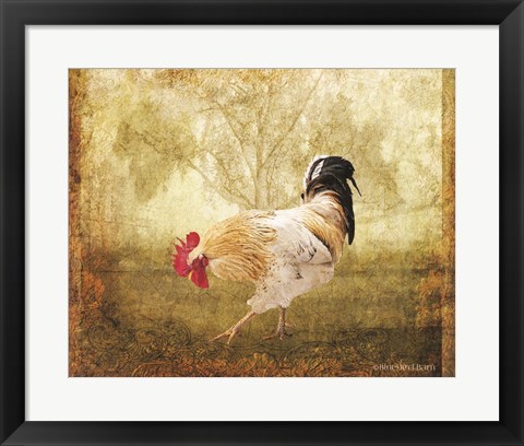 Framed Vintage Scratching Rooster Print