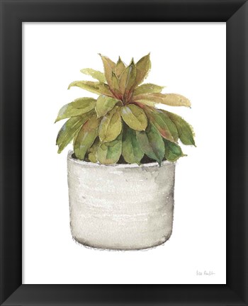 Framed Mixed Greens Succulent III Print