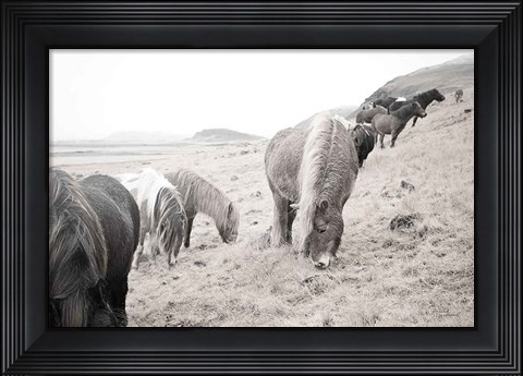 Framed Horses of Hofn II BW Print