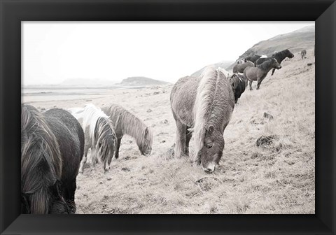 Framed Horses of Hofn II BW Print