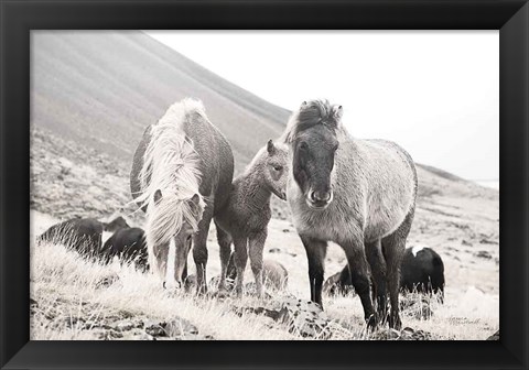 Framed Horses of Hofn I BW Print