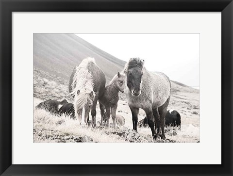 Framed Horses of Hofn I BW Print