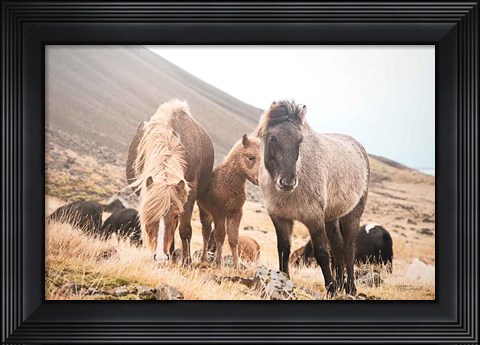 Framed Horses of Hofn I Print