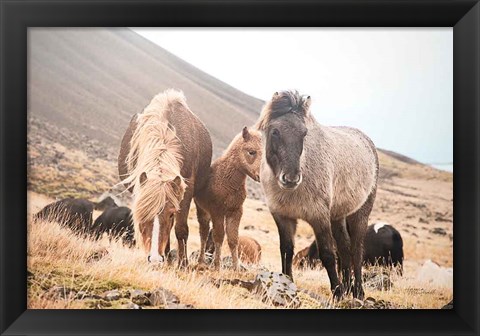 Framed Horses of Hofn I Print