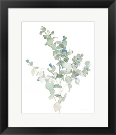 Framed Eucalyptus II Cool Print