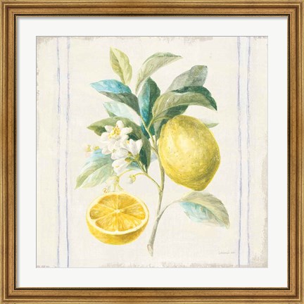 Framed Floursack Lemons IV Sq Navy Print