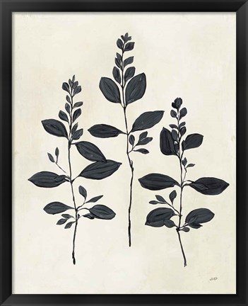 Framed Botanical Study IV Print