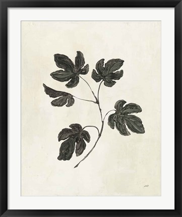 Framed Botanical Study III Print