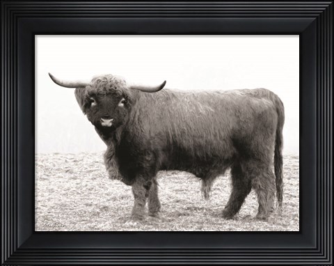 Framed Scotty the Bull Print