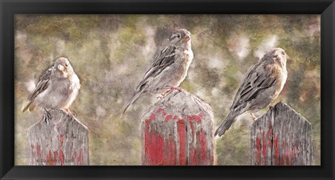 Framed Birds on a Fence Print