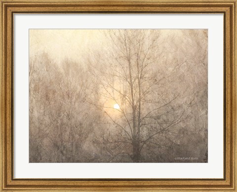 Framed Fading Trees Sunlight Print