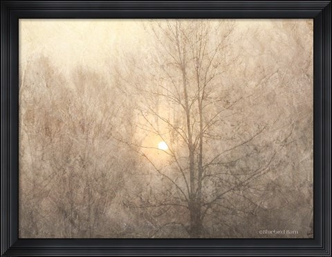 Framed Fading Trees Sunlight Print