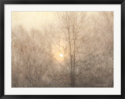 Framed Fading Trees Sunlight Print