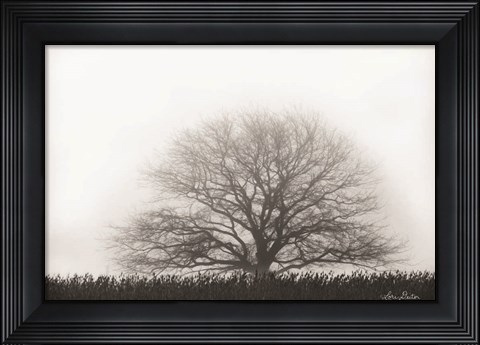 Framed Foggy Old Tree Print
