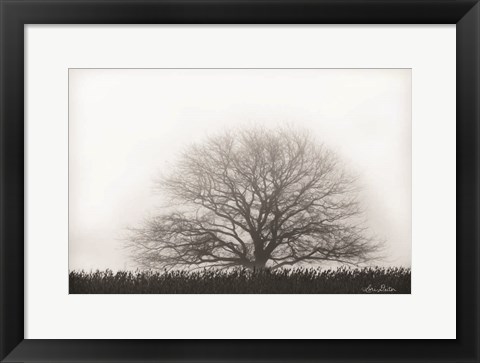 Framed Foggy Old Tree Print