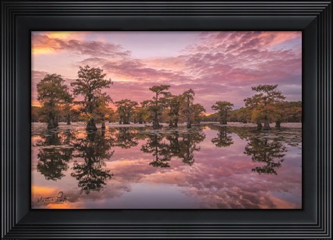 Framed Magnificent Sunset in the Swamps Print