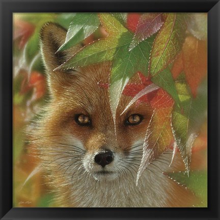 Framed Autumn Red Fox Print