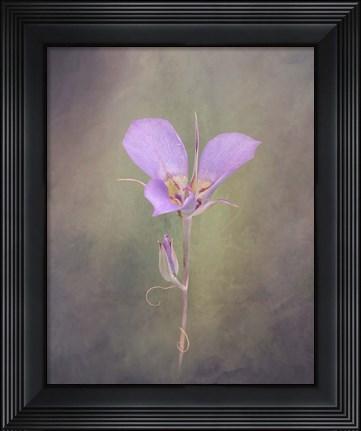 Framed Sagebrush Mariposa Lily Print