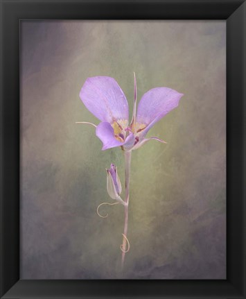 Framed Sagebrush Mariposa Lily Print