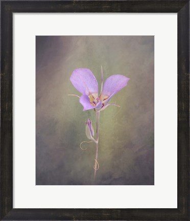 Framed Sagebrush Mariposa Lily Print