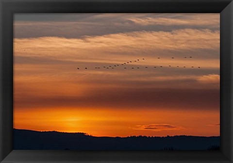 Framed Sunset Flight Print