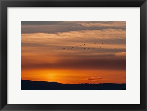 Framed Sunset Flight Print