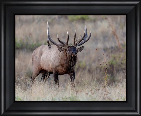 Framed Don&#39;t Mess With Me Print