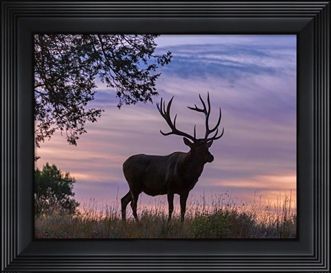 Framed Sunrise Bull Print