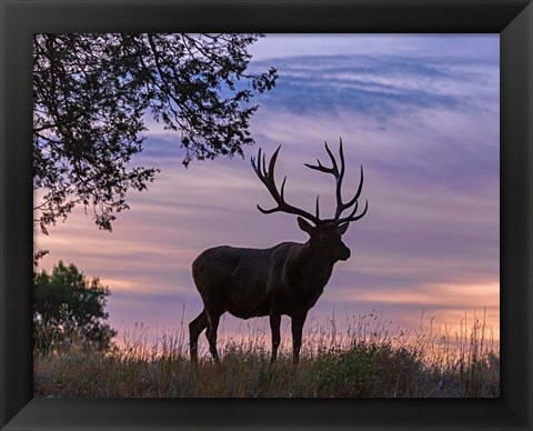 Framed Sunrise Bull Print