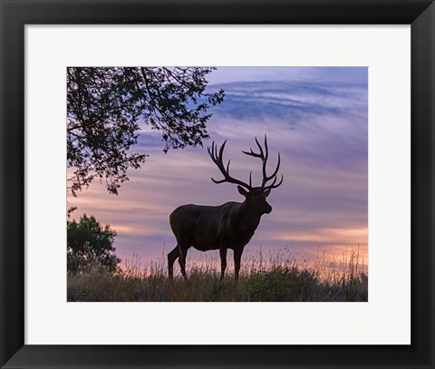 Framed Sunrise Bull Print