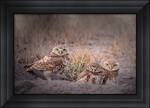 Framed Burrowing Owl Print