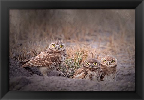 Framed Burrowing Owl Print