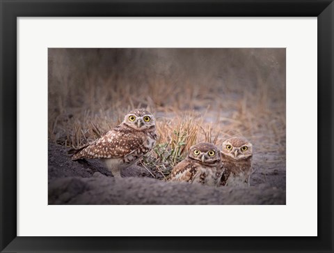 Framed Burrowing Owl Print