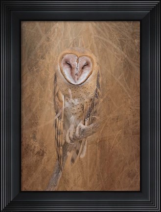 Framed Barn Owl Print