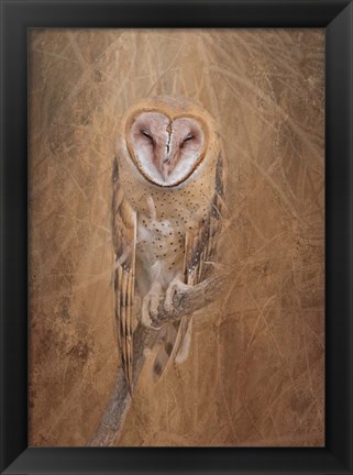 Framed Barn Owl Print