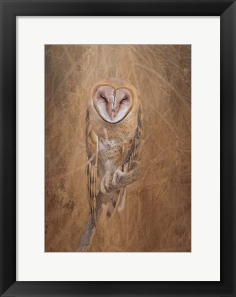 Framed Barn Owl Print