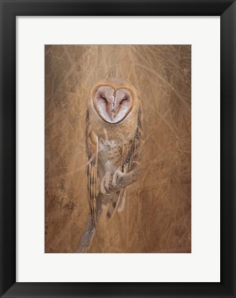 Framed Barn Owl Print