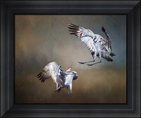 Framed Sandhill Cranes Print